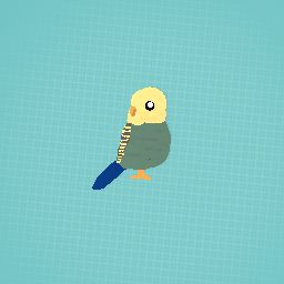 Budgie!!!!