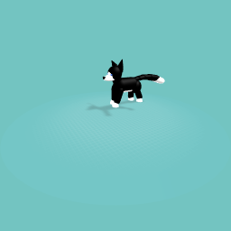 Collie dog