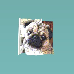 Pug