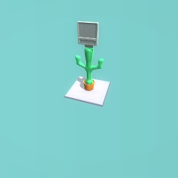 Mr cactus