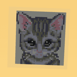 KITTEN :3