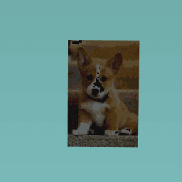 doggy
