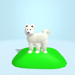 Puppy/Samoyed