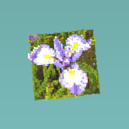 Iris fower
