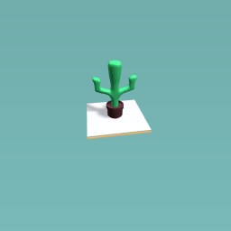 Cacti