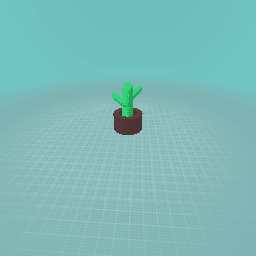 (SALE) Cactus