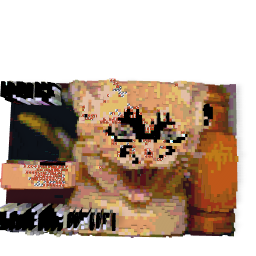 Crazy cat