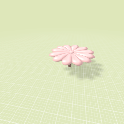 Cherry blossom