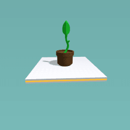 Lil plant
