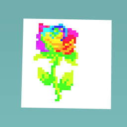 Raibow rose