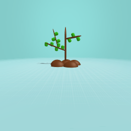 plant