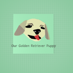 Our Golden Retriever puppy