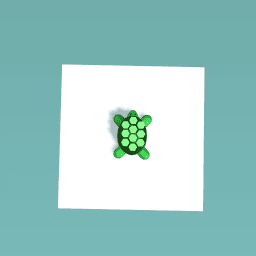 Timid Turtle
