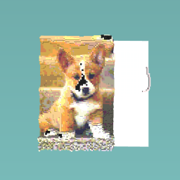 Dog fun