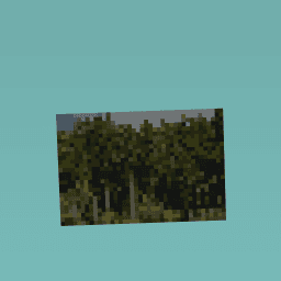 Tall trees