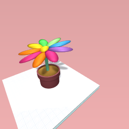 rainbow  sunflawor