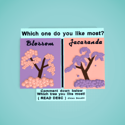 Jacaranda vs Blossom