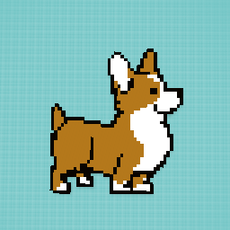 corgi