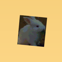 my pet bunny!