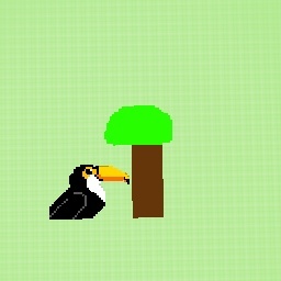 Forest toucan