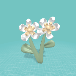 White flowers ^_^