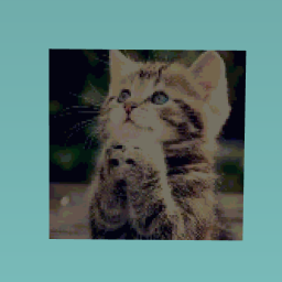 Very cute cat