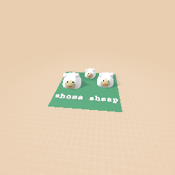 Shona sheep the best