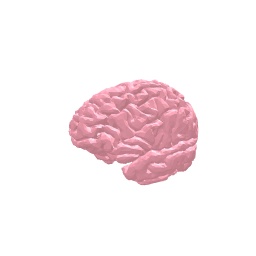 Brain