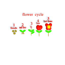Flower Cycle
