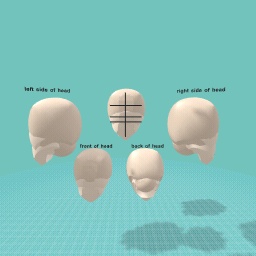 3D model head shape