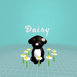 My dog daisy