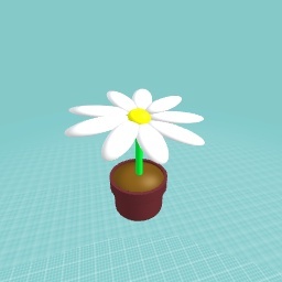 Daisy
