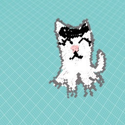 Helmethead the cat