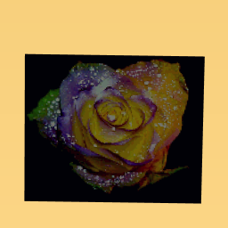 A multicolored rose