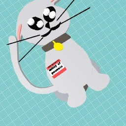 my future cat!