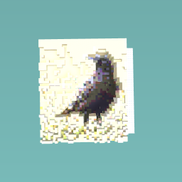 A crow