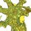 king_jacobCup