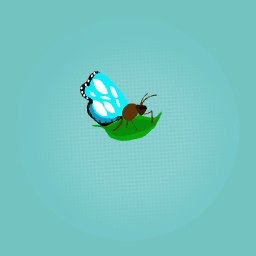 Butterfly