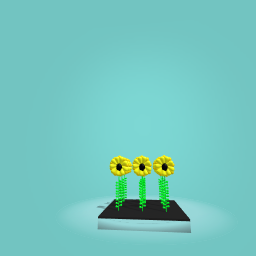 Sun flowers