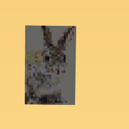 rabbit