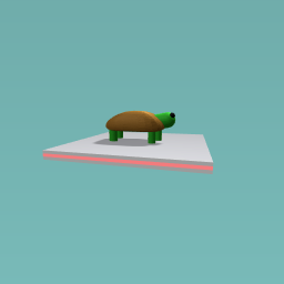 Timid turtle