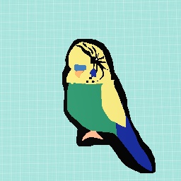 Budgie