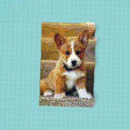 Cute dog
