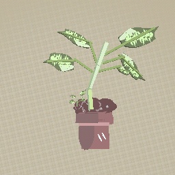 meet my plant ♡♡♡♡