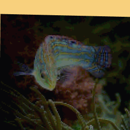 Multicolored fish