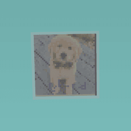 My dog to my friends this is not my dog hehe